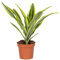 Bloomique - Dracaena Lemon Lime - Drachenbaum - Zimmerpflanzen - Luftreinigend - Sehr pflegeleicht - 20-30 cm Hoch - Topf 12 cm