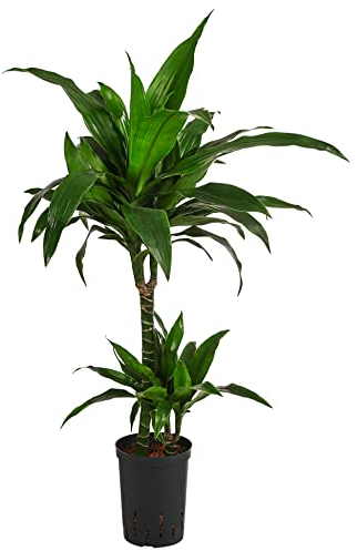 Dehner Drachenbaum Janet Craig, in Hydrokultur, ca. 90 cm, Ø 15 cm, Zimmerpflanze