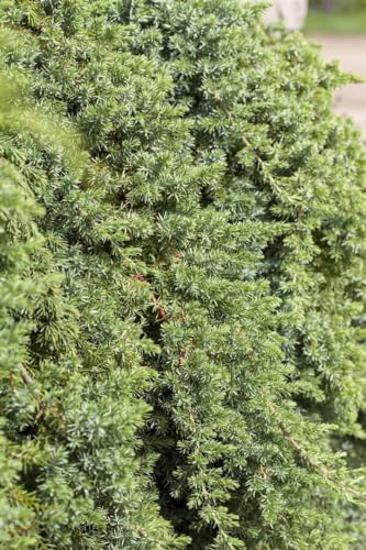 Juniperus conferta 'Blue Pacific' 25-30 cm - Kriech-Wacholder, blaugraue Nadeln, immergrün, ideal für Bodendecker, pflegeleicht und winterhart