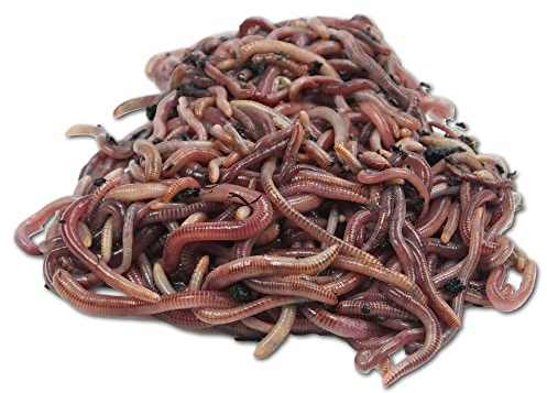 Natursache Kompostwurm-Mix 1000 STK./Sack + E-Book I Mit 3 Arten lebenden Kompostwürmer I Für eine schnelle & nachhaltige Kompostierung in Schnellkomposter, Thermokomposter und Wurmkomposter etc.