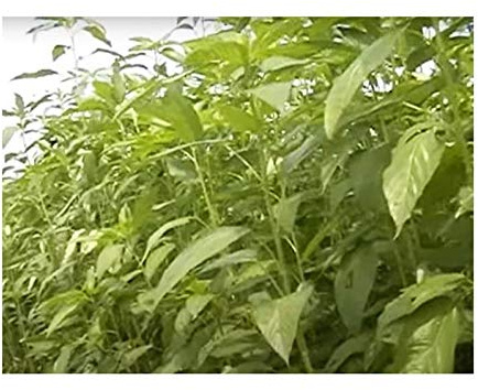 Pcs - 50x Corchorus Capsularis White Jute Bush Plants - Seeds ID36 & Plants Shop by Ipsa