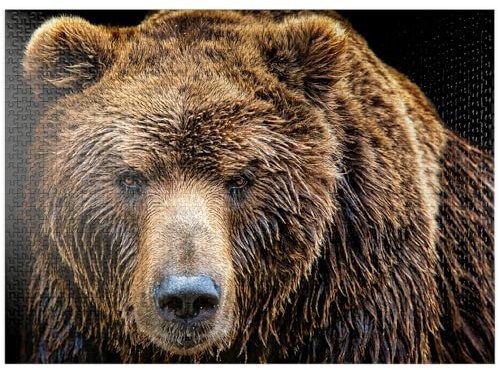 Brown Bear Ursus Arctos Beringianus - Premium 1000 Piece Jigsaw Puzzle - Made in USA