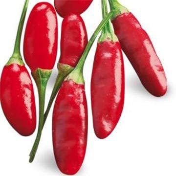 1 PIANTA IN VASO Ø 14CM PEPERONCINO PICCANTE DIAVOLICCHIO CALABRESE ORTOMIO