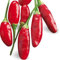 1 PIANTA IN VASO Ø 14CM PEPERONCINO PICCANTE DIAVOLICCHIO CALABRESE ORTOMIO
