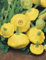 65 Yellow Scallop Summer Squash Plant Seeds