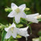 seedsown - Semillas Campanula Trachelium Alba