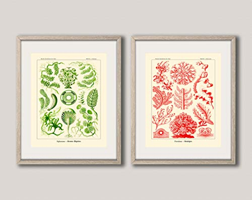 WallBUddy Set of 2 Unique Botanical Posters by Ernst Haeckel Illustrations (13cm x 18cm)