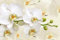 Muralo Selbstklebende Fototapete 416 x 254 Orchideen Blumen Pflanzen Tapete Natur Stengel Blätter Muster Wohnzimmer Schlafzimmer Wandbilder XXL Wand Br. 416 cm x Hö. 254 cm