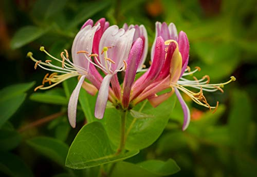 Rote Geißschlinge - Lonicera henryi - Gesamthöhe 60-80cm im 2Ltr. Topf
