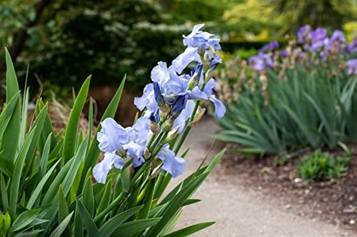 Schwertlilie im Topf Iris barbata-elatior winterhart duftend | Iris x barbata-elatior, hellblau, 60-120 cm, Mai-Juni, sonnig bis halbschattig, Staudenbeet, winterhart bis -28 °C