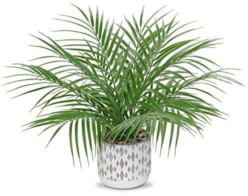 Hollyone Planta de palma artificial de 16 pulgadas en maceta de cemento, plantas falsas decorativas, vegetación sintética para decoración del hogar, mesa, sala de estar, cocina, oficina, plantas