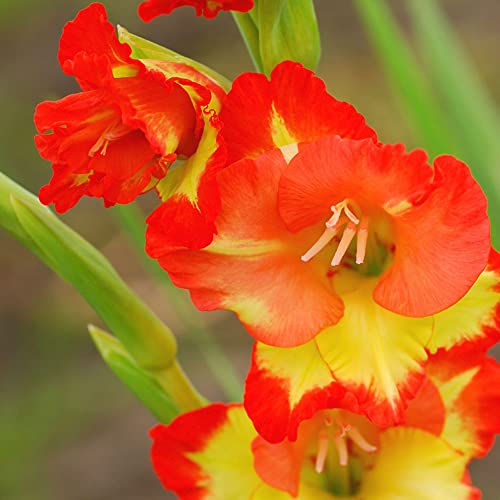gladiolen zwiebeln winterhart mehrjährig - seltene pflanzen - 10 pcs Gelb rot Gladiolus blumenzwiebeln balkonpflanzen, frühjahrsblüher blumenzwiebel, winterharte kübelpflanzen geschenke