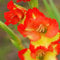 gladiolen zwiebeln winterhart mehrjährig - seltene pflanzen - 10 pcs Gelb rot Gladiolus blumenzwiebeln balkonpflanzen, frühjahrsblüher blumenzwiebel, winterharte kübelpflanzen geschenke