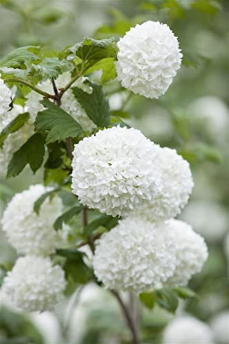Viburnum opulus 'Roseum' 40-60 cm - Schneeball, weiße Blüten, Blütezeit Mai-Juni, ideal für Hecken, bienenfreundlich, winterhart