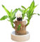 Brasilien Glücksholz Pflanze Set Kleine Mini Glücksholz Aus Brasilien Brasilianische Holzpflanze mit Mönchsstatuen Desktop Pflanze Brazilian Wood Plant Pflanzenstumpf Hydrokulturpflanze (Braun)