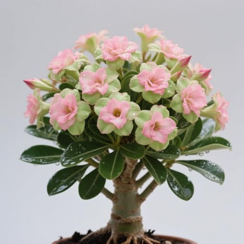 Rosa Del Desierto Perenne Y Resistente/DecoracióN De JardíN-2 Rizoma-H