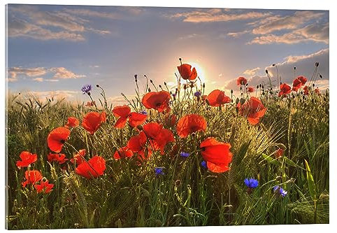 Posterlounge Mohn im Licht Acrylglasbild