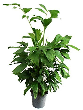 Exotenherz - Caryota mitis - Palmier à queue de poisson - env. 120 cm de haut - Palmier solitaire