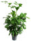 Exotenherz - Caryota mitis - Palmier à queue de poisson - env. 120 cm de haut - Palmier solitaire