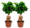 Ficus Ginseng - Bonsái (± 30 cm de alto, 12 cm de diámetro)