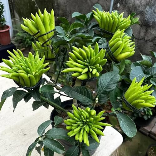 Semillas de limón de la mano de Buda - Planta de cítricos exóticos - Semillas de bergamota - Plantas de balcón, plantas en macetas resistentes. Las plantas de jardín son plantas 80pcs