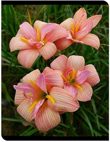 Bulbi Di Giglio Di Pioggia,Giglio Di Pioggia,Pianta A Bulbo,Fiore A Bulbo,Lampadina Di Orchidea,Balcone,Pianta In Vaso-15bulbi-G