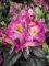 Rhododendron hybr. Magic Eye ® - Großblumige Alpenrose Magic Eye ®