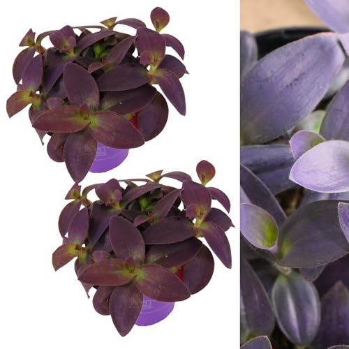 Carbeth Plants - 2 x Tradescantia Pallida Purple Heart Indoor Plant in 12cm Pots - Real Trailing House Plant Eye Catching Foliage Easy to Care for Ideal for Beginners - Bathroom Bedroom Decor