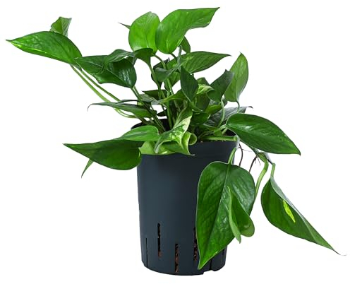 Dehner Efeutute, Epipremnum aureum, rankend, zweifarbig, Hydrokultur, 25-30 cm inkl. Pflanztopf, Ø Topf 15 cm, Zimmerpflanze