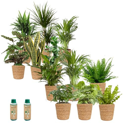 vdvelde.com - Büropflanzen Zeegras - - 12 Pflanzen für das Büro - Einfach und luftreinigend - Ø12cm ↥ca.40cm + Füttern