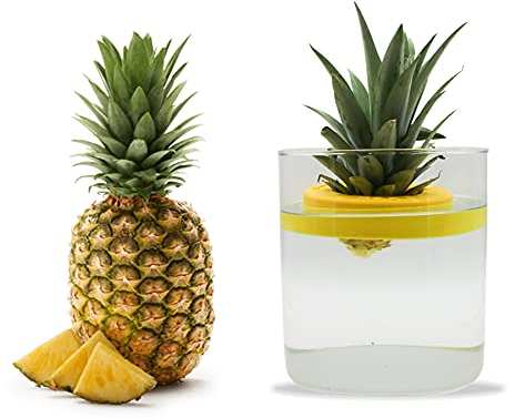 R&R SHOP Ananas Germinator - Maceta flotante para germinación de piña, kit de crecimiento de plantas, plástico de maíz 100% (Amarillo)