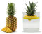 R&R SHOP Ananas-Keimgerät - Schwimmender Topf zur Ananas-Keimung, Pflanzenwachstums-Kit, 100% Mais-Kunststoff (Gelb)