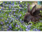 Hasenzauber Hasen und Kaninchen DIN A3 Kalender - Immerwährender Kalender - Seelenzauber