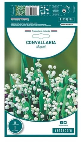 Verdecora Pack 6 bulbos Lirio de los Valles 'Muguet' - Fragancia y Pureza para tu Jardín - Bulbos de primavera