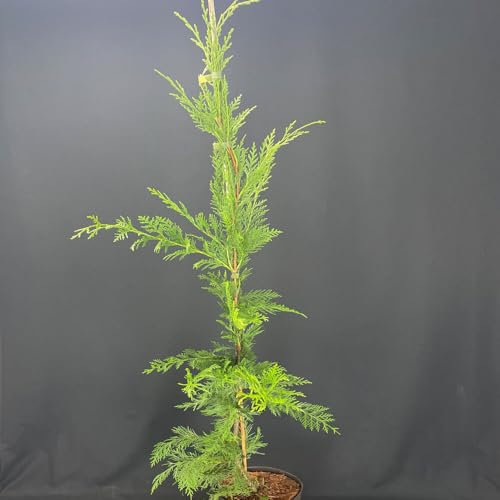 3 Stück Leyland Zypresse von INTRAGARTEN | immegrüne Bastardzypresse 80-100 cm im 3 Liter Topf