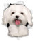 Winston & Bear 3D-Hundeaufkleber – 2 Stück – niedliche maltesische Geschenke für Wand, Kühlschrank, Toilette und mehr, maltesische Aufkleber