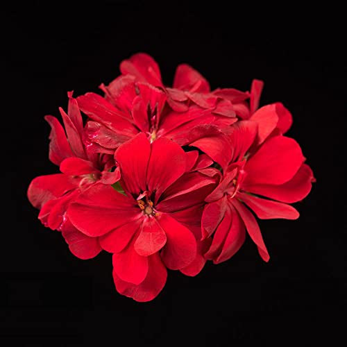 Winterharte Geranien Samen Hängend,Hängegeranien, Blumensamen, (Pelargonium Hortorum) Zimmerpflanzen Samen Blumen Winterharte Kübelpflanzen - 30 Pelargonien Pflanzen Saatgut (Rot)