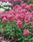 Phlox paniculata 'Dorffreude' ca. 11x11 cm Topf - Hoher Sommerphlox, rosa Blüten, Blütezeit Juli-September, ideal für Rabatten, bienenfreundlich, pflegeleicht