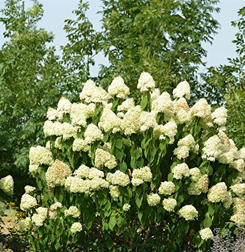 Rispenhortensie Skyfall 30-40cm - Hydrangea paniculata
