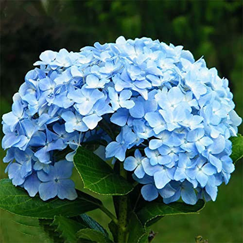 Haloppe 50 Unids Flores de Hortensia Semillas de Plantas para la Plantación de Jardín en Casa, Semillas de Flores de Hortensia Azul Plantas de Patio de Jardín Bonsai Semillas Raras en Maceta Semil