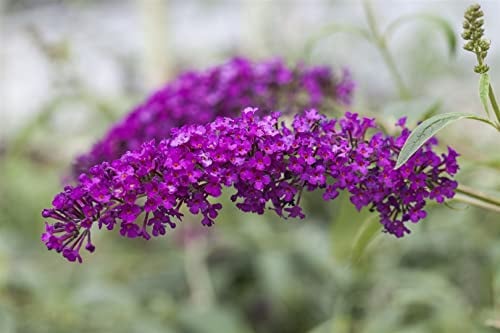 Buddleja davidii 'Royal Red' 125-150 cm - Schmetterlingsflieder, rote Blüten, Blütezeit Juli-September, Schmetterlingsmagnet, pflegeleicht und winterhart