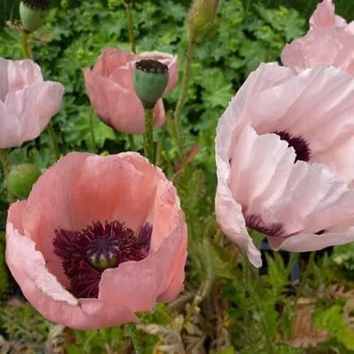 6x Orientalischer Mohn 'Prinz Viktoria Louise' - Papaver orientale ‘Prinz. Viktoria Louise’ - Topf 9x9cm