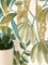 NEWROOM carta da parati Verdi Giungla Tessuto non Tessuto - Moderno Verde muschio Azzurre Palme Foglie Tropicale