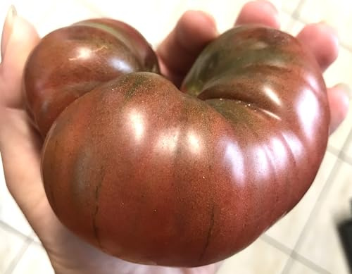 Tomatensamen Black Krim – dunkle aromatische Fleischtomate - 10 Samen | Samenfest, dunkle oliv‑rosa Früchte, würzig & aromatisch. Frische Ernte, hohe Keimquote. Für Gewächshaus und Freiland