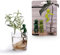 Leafriend: Supporto per Piante da Interno – 3 Sostegni Deliziosi per Steli e Germogli – Regalo Perfetto per Amanti delle Piante di Peleg Design
