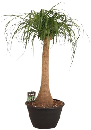 Fresh Plants Zimmerpflanzen -Beaucarnea recurvata - Nolina - „Elefantenfuß“ XXL - Topf Ø 26 cm - Höhe ca. 80 cm