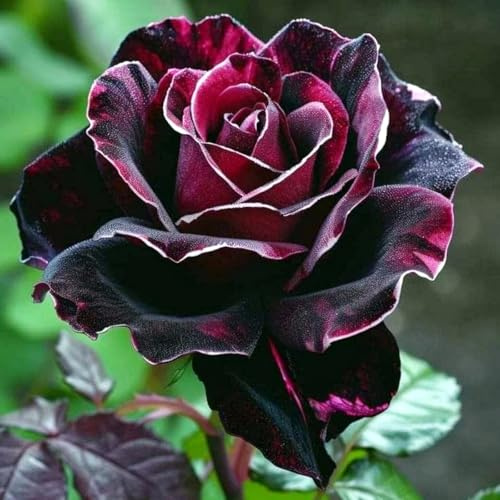 Eleganz MehrjäHrige Rosenpflanzen, Rosenrhizom In GroßPackungen, Fachgerecht Gepflanzt, GartenverschöNerung, Rosa-2 Rhizom-J