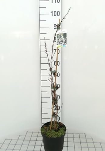 Abeliophyllum distichum - Le Forsythia Blanc 30-40 cm en pot