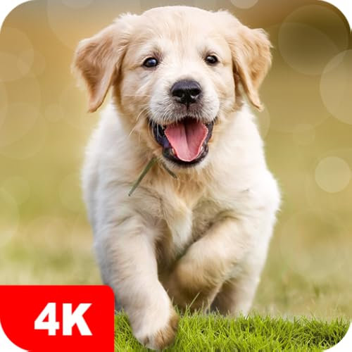 Dog Wallpapers and Backgrounds apps 4k