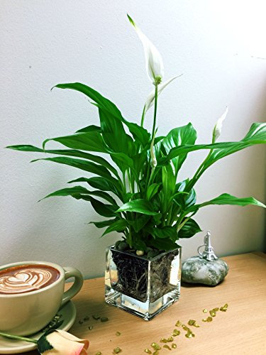 Easy Plants Peace Lily Spathiphyllum in Square Glass Vase Cube